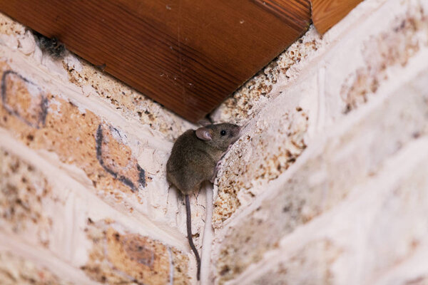little gray mouse with a long tail sits at the top corner of the brickwork