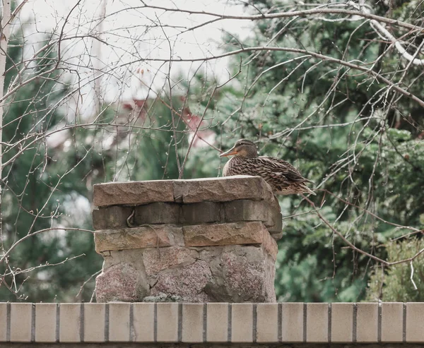 Wilde Eend Mallard Zit Een Baksteen Kolom Lente Afternoo — Stockfoto