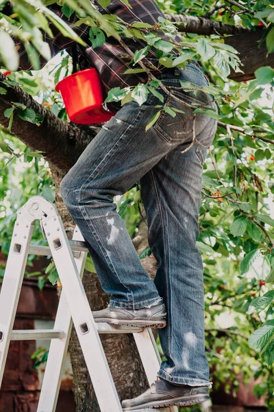 Man Black Jeans Climbs Fruit Tree Aluminum Ladde — Stock Photo, Image