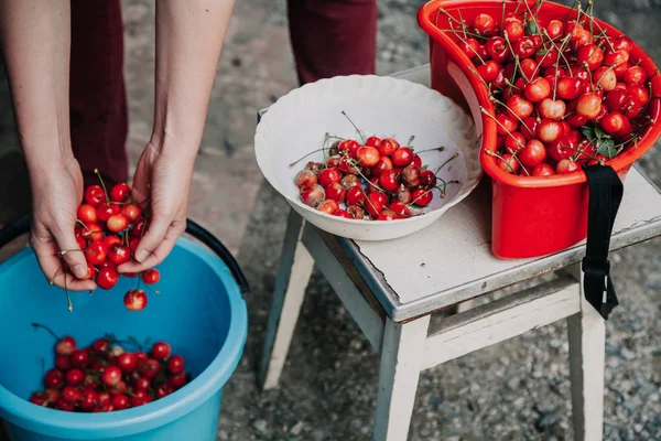 Розбираємо Урожай Руки Жінки Вибирає Стиглу Червону Вишню Червоної Контейнерів — стокове фото