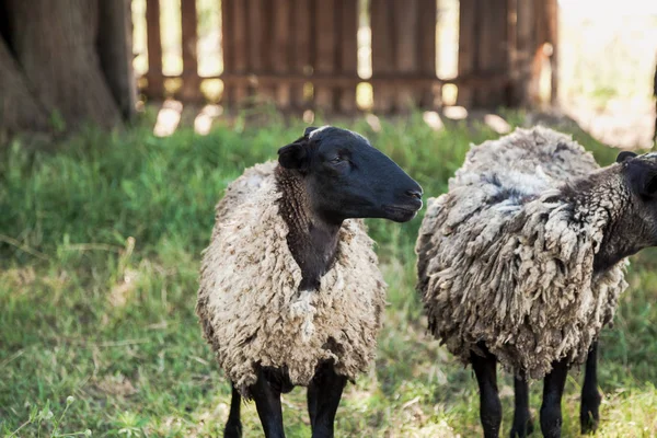 Two Sheep Black Head Graze Green Grass Yard Summer — Stock Photo, Image