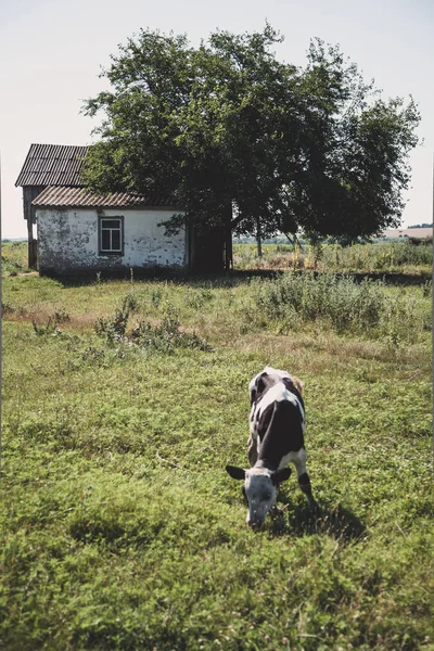 Vaca Bezerro Terno Marrom Branco Está Comendo Uma Grama Verde — Fotografia de Stock