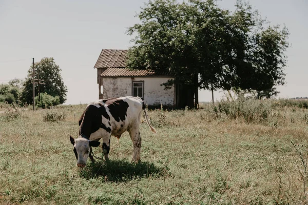 白茶色のスーツの子牛は 晴れた日に 草原の緑の草を食べています 白い家とトレの後ろに — ストック写真