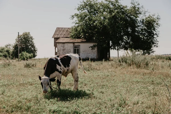 Vaca Ternera Traje Marrón Blanco Está Comiendo Una Hierba Verde —  Fotos de Stock