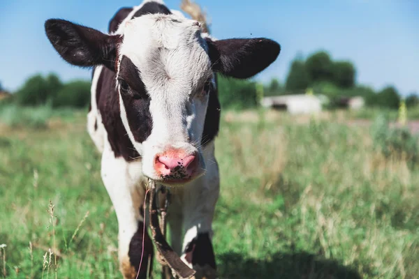 Ternera Vaca Con Una Cabeza Blanca Una Bonita Mancha Negra — Foto de Stock