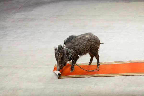 Little Pig Picks Out Red Carpet Circus Aren — Stock Photo, Image
