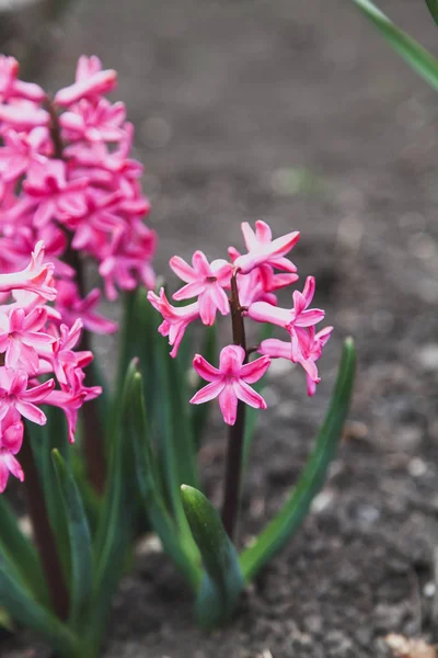 Bahar Çiçekleri Güzel Pembe Sümbül Çiçekleri Yeşil Kaynaklanıyor Garde Içinde — Stok fotoğraf