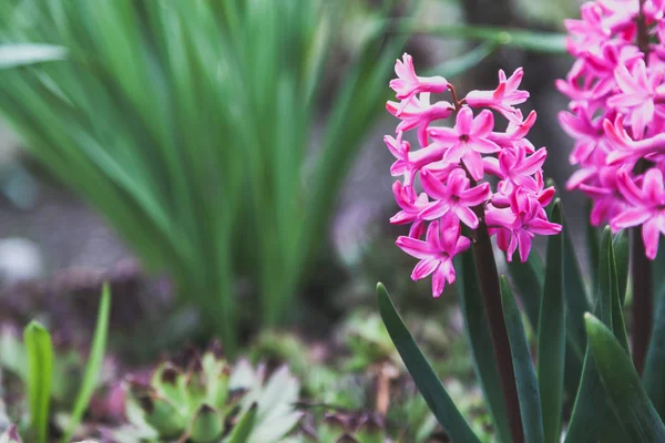 Lente Bloemen Mooie Roze Hyacinten Bloemen Groene Stengels Groeien Garde — Stockfoto