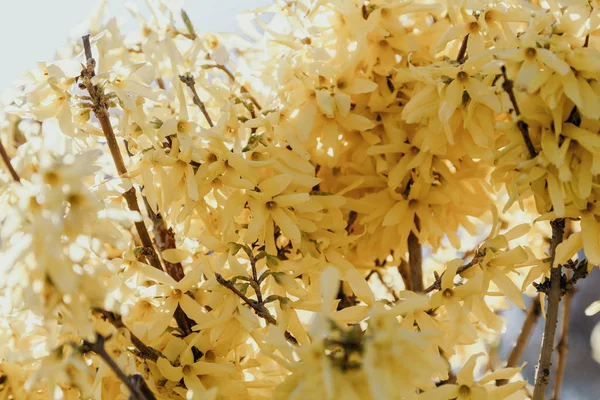 Flowering the spring. Bright yellow flowers with long petals on the branch of Forzia shru