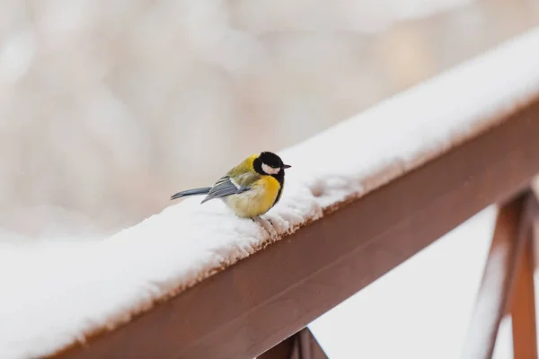冬天的鸟 可爱的山雀坐在一个木栅栏的雪覆盖的栏杆上 — 图库照片