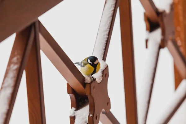 冬天的鸟 可爱的山雀正坐在雪覆盖的木制建筑上 — 图库照片