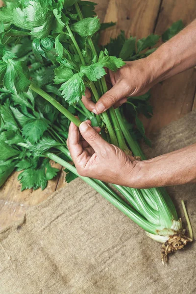 Harvest in the hands. The chef\'s hands tear off the fragrant celery leaves from a large green bus