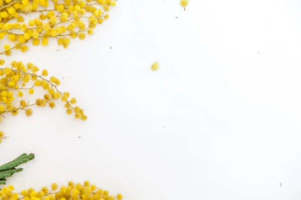 Весна Натюрморт Желтая Ветвь Мимозы Лежит Белой Спине — стоковое фото