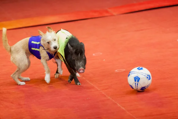 Animals Athletes Little Pigs Dog Sports Manikins Play Football Circus — Stock Photo, Image