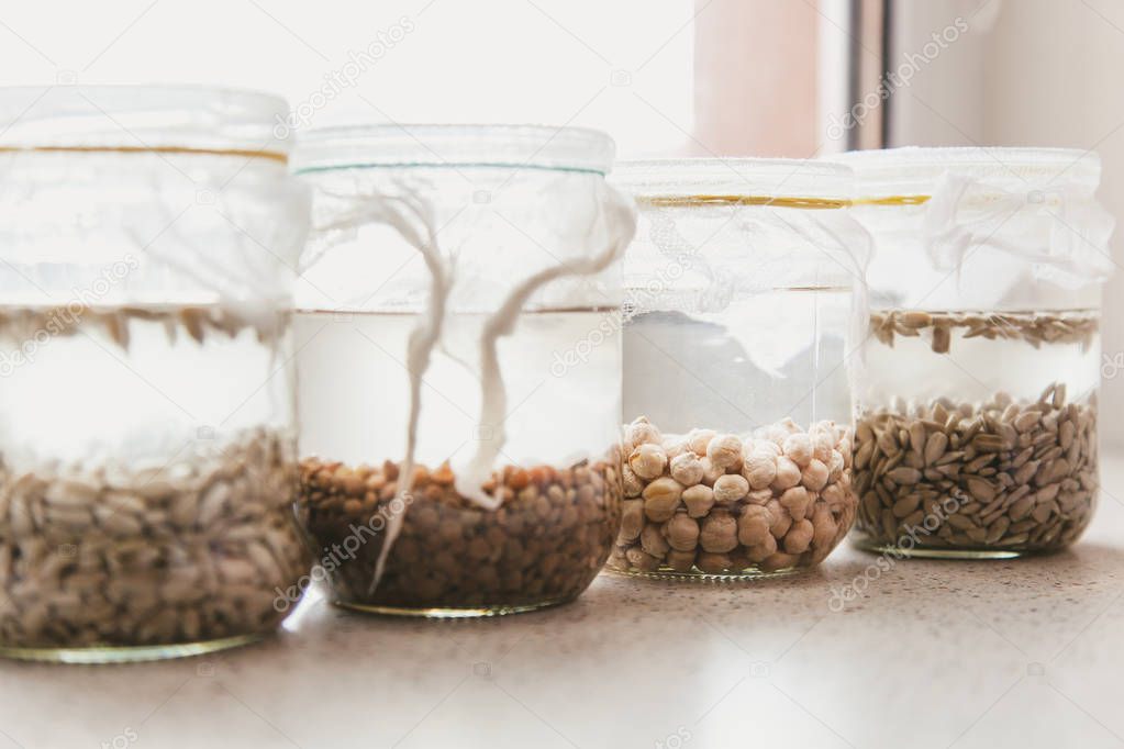 Germination of seeds in water. Glass jars with different seeds are filled with water. Banks are covered with white gauz