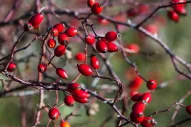 Sonbahar güneşli da yapraklarında olmadan dalları üzerinde olgunlaşmış berry yabani gül