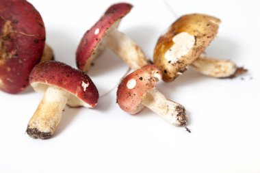 Beyaz bir sırtüstü uzanmış kırmızı şapkalı güzel mantarlar.