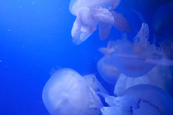 几条大水母在厚厚的蓝色鱼尾草里游泳 — 图库照片