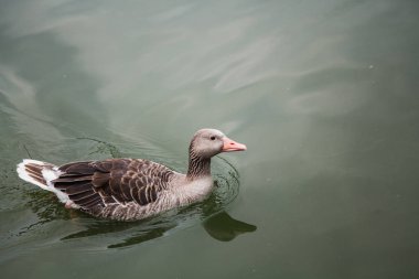 Su kuşları. Gri yeşil wate kırmızı gaga yüzen ördeği