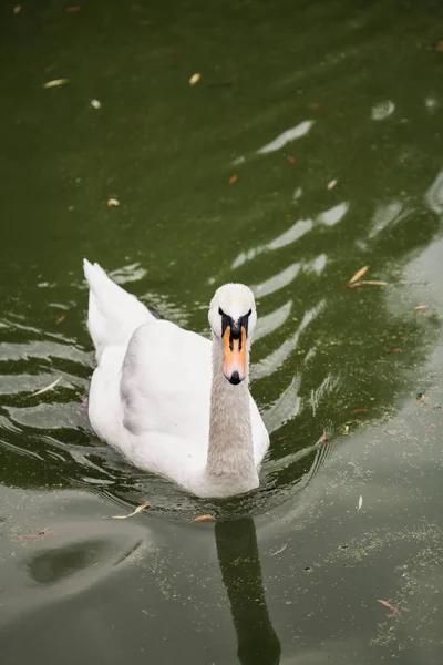 Sauvagine Gracieux Cygne Blanc Flotte Wate Vert — Photo