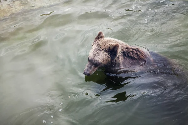 Water procedures in animals. A large brown bear swims in the water. View from abov