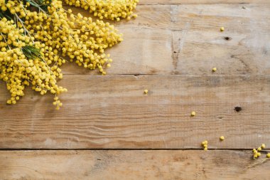 Bahar Etude. Sarı Mimoza dalı ahşap tahta üzerinde yatıyor