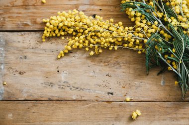 Bahar Etude. Sarı Mimoza dalı ahşap tahta üzerinde yatıyor