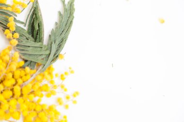 Bahar hala hayattır. Sarı mimoza dalı beyaz bir sırtüstü uzanır.