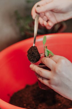 Fidan Dikim. El ile uzun bir handl yeşil filiz domates kaşıkla bir Plastik Konteyner toprakta kompakt