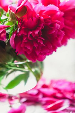 Peonies masanın üzerinde. Kısa bacaklar parlak kırmızı çiçekler şeffaf bir vazo içinde standı. Masanın üstüne düşmüş zavallı petal yalan