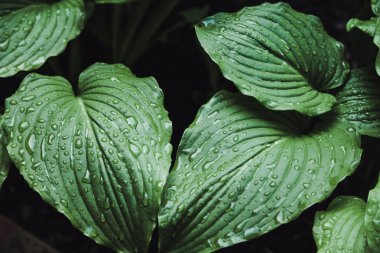 Yağmurdan sonra. Ev sahibi planının sulu yeşil yaprakları üzerinde güzel su damlaları