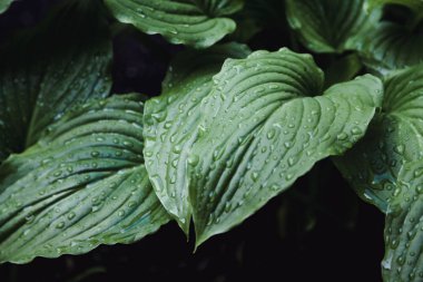 Yağmurdan sonra. Ev sahibi planının sulu yeşil yaprakları üzerinde güzel su damlaları