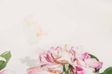 Çiçek arka plan. Beyaz bir adam su bir tayin ile solmuş gül güzel yaprakları