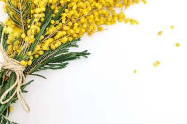 Bahar hala hayattır. Sarı mimoza dalı beyaz bir sırtüstü uzanır.