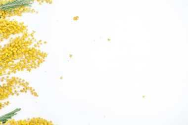 Bahar hala hayattır. Sarı mimoza dalı beyaz bir sırtüstü uzanır.