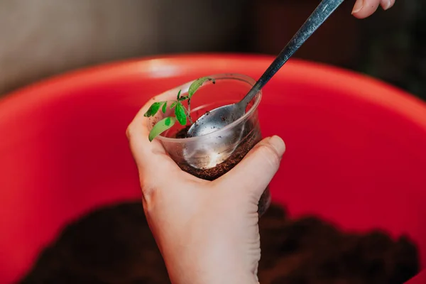 Trapianto Piantine Mani Compatte Terreno Contenitore Plastica Con Cucchiaio Pomodoro — Foto Stock