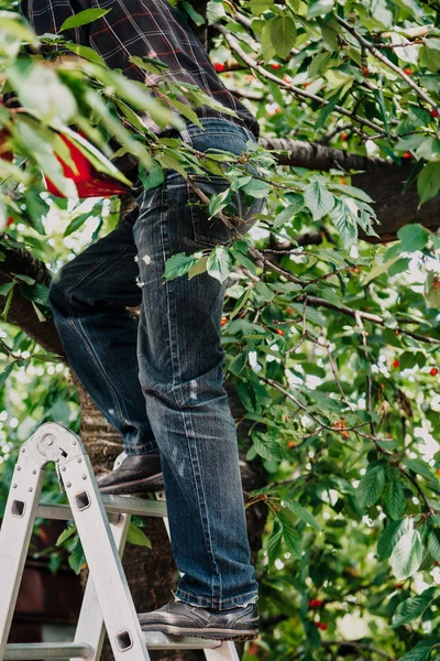 Hombre Jeans Negros Sube Árbol Frutal Con Una Carga Aluminio — Foto de Stock