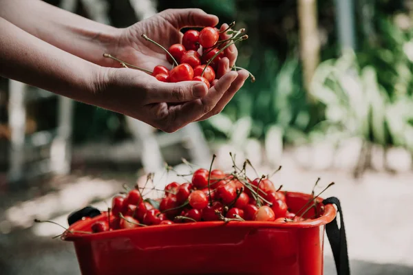 Розбираємо Урожай Руки Жінки Вибирає Стиглу Червону Вишню Червоної Контейнерів — стокове фото