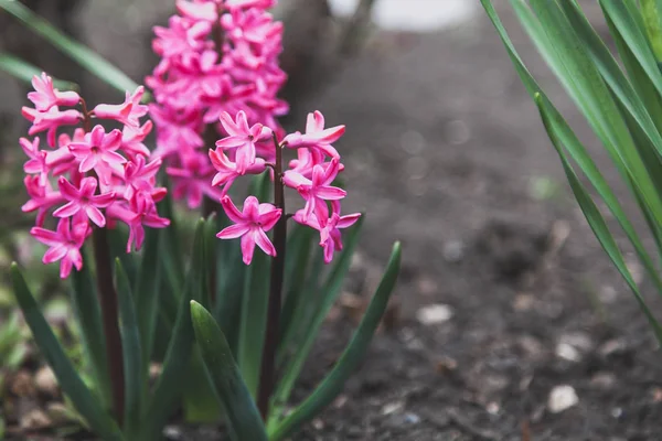 Bahar Çiçekleri Güzel Pembe Sümbül Çiçekleri Yeşil Kaynaklanıyor Garde Içinde — Stok fotoğraf