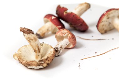 Beyaz bir sırtüstü uzanmış kırmızı şapkalı güzel mantarlar.