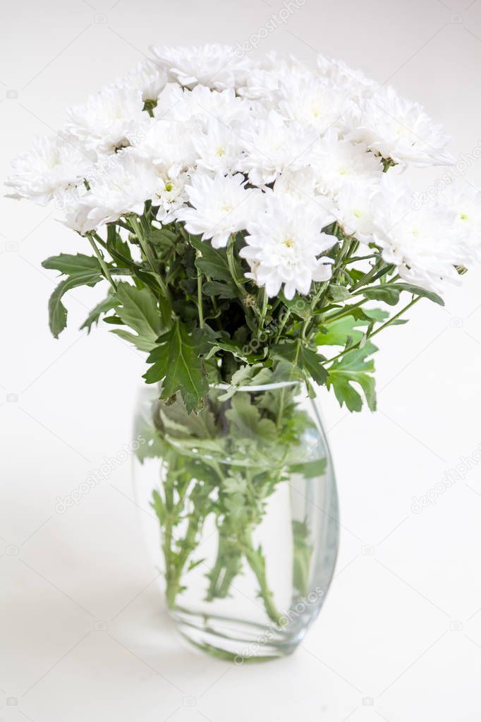 Spring came. A bunch of white Chrysanthemums flowers in a transparent vase with water on a white backgroun