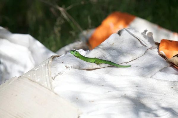 坐在白色袋子上的绿色蜥蜴 — 图库照片