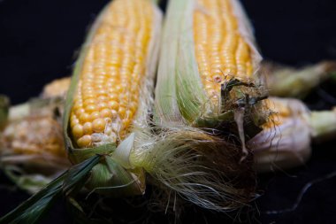 Olgun mısır koçanı siyah arka plan üzerine yalan