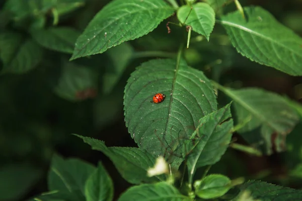녹색 잎에 무당벌레 딱정벌레 — 스톡 사진