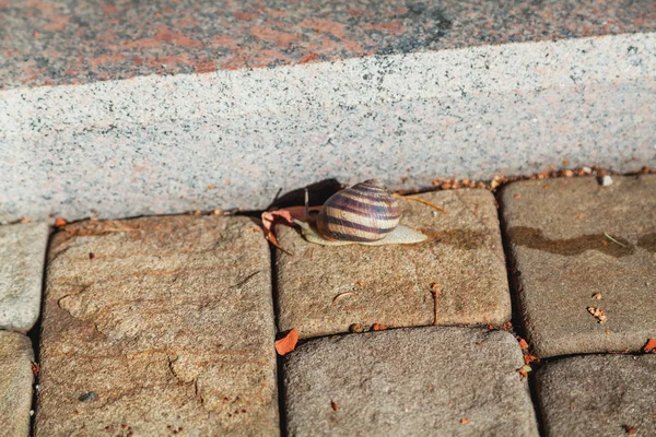 Caracol rastejando na passarela de pedra — Fotografia de Stock