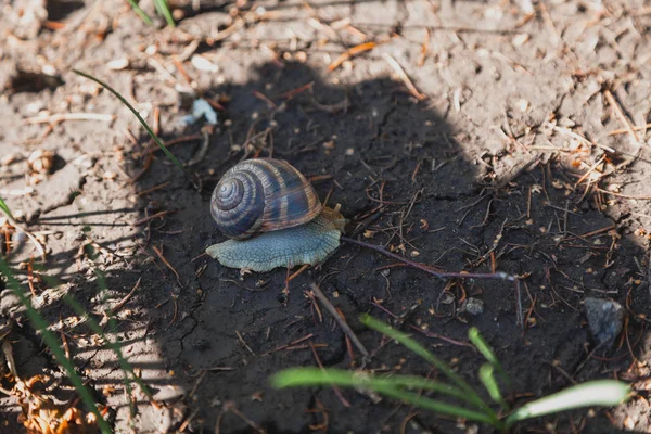 Caracol rastejando no chão — Fotografia de Stock