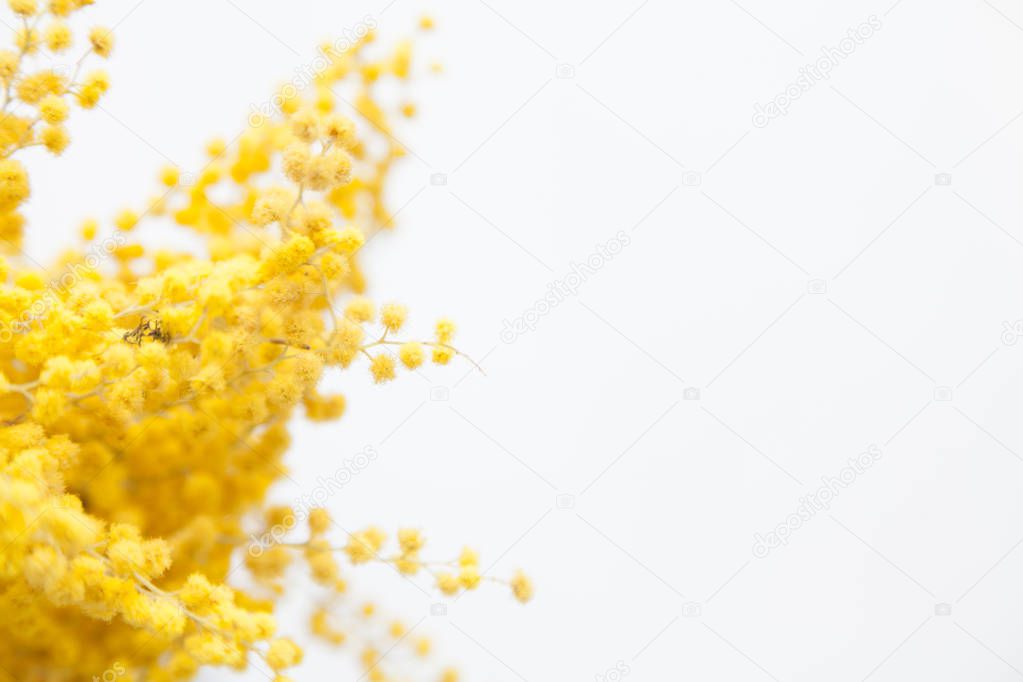 Yellow mimosa branch on white background top view
