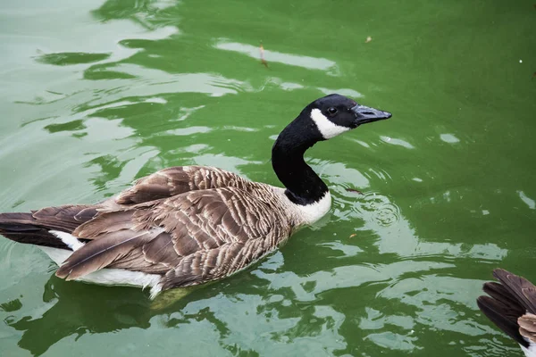 鸭头为黑色，漂浮在水中 — 图库照片