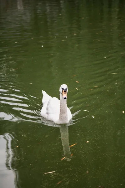 Cygne blanc flottant dans l'eau verte — Photo