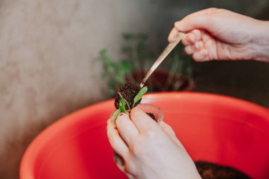 Fidan ile plastik konteyner Earth'te ellerini sıkın
